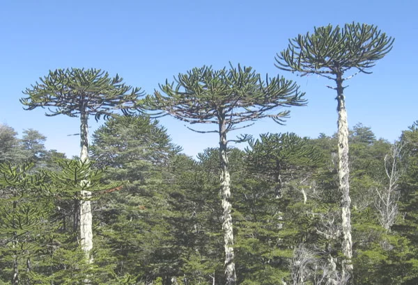 2-araucaria
