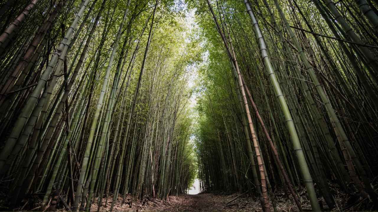 Exteriores naturales